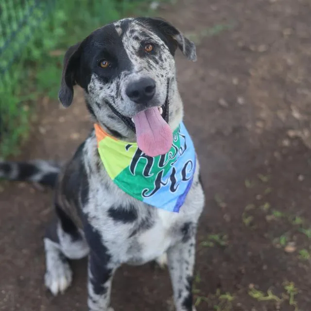 A young large-sized male Catahoula Leopard Dog dog named Henry for adoption in San Antonio, TX