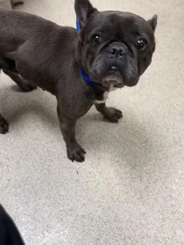 An adult small-sized female French Bulldog dog named A for adoption in Riverside, CA