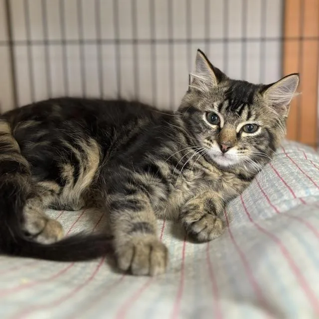 A young medium-sized female Tabby (Brown / Chocolate) Tabby cat named Miranda for adoption in Porter, TX