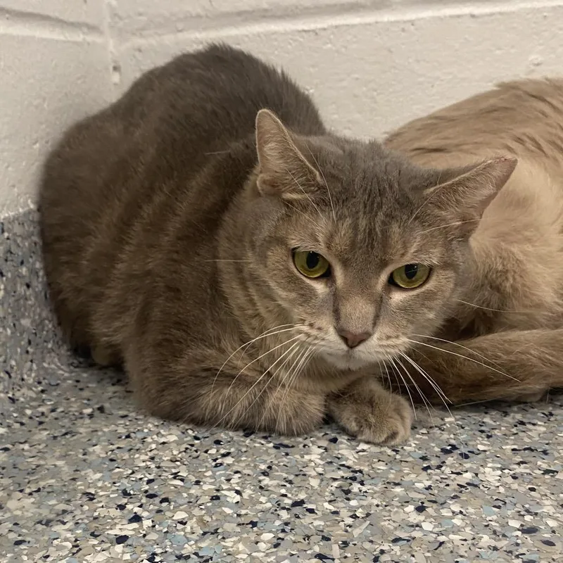 A young medium-sized female Gray / Blue / Silver Domestic Short Hair cat named Chickadee for adoption in Dayton, OH