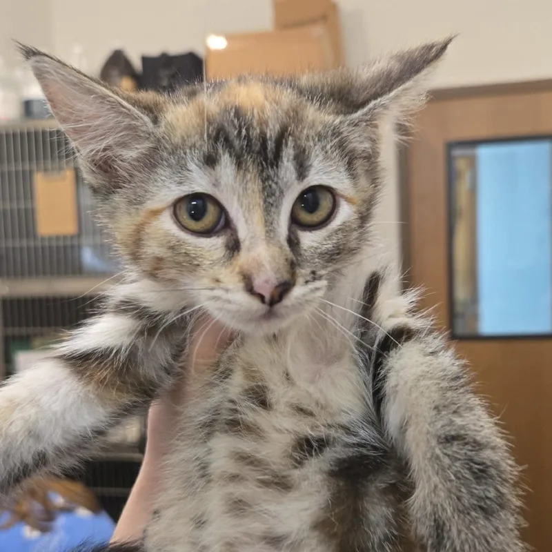 A baby small-sized female Torbie Domestic Short Hair cat named Pico for adoption in Idaho Falls, ID