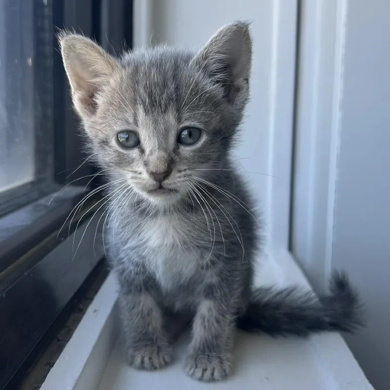 A baby small-sized female Gray / Blue / Silver Domestic Short Hair cat named Finch for adoption in St. Louis, MO