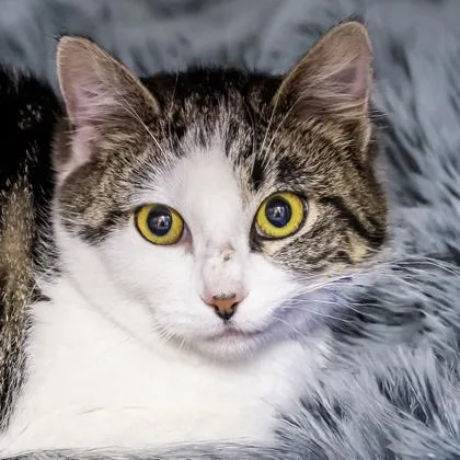 An adult medium-sized female Domestic Short Hair cat named Carnelian for adoption in Camano Island, WA