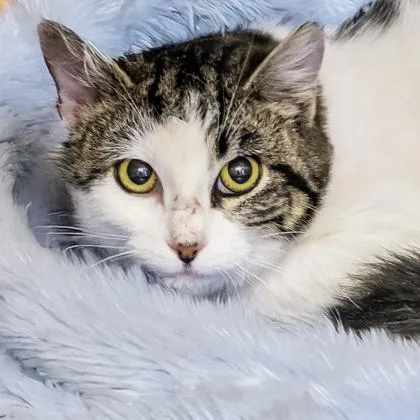 Carnelian thumbnail 2