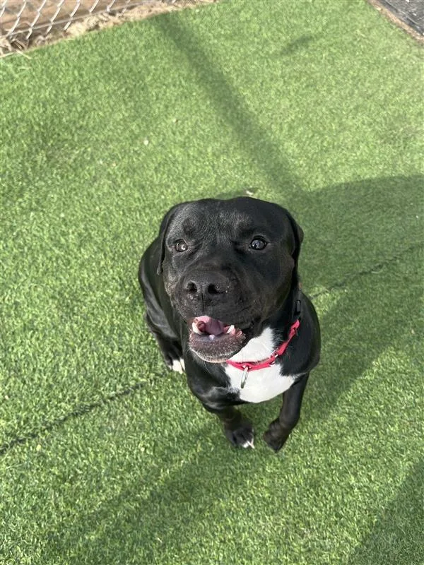 Theodore thumbnail 2