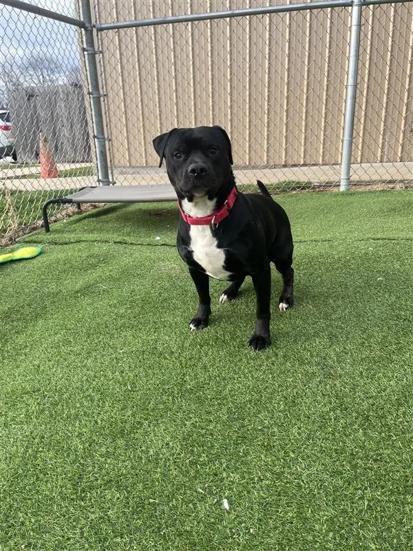 Theodore thumbnail 3