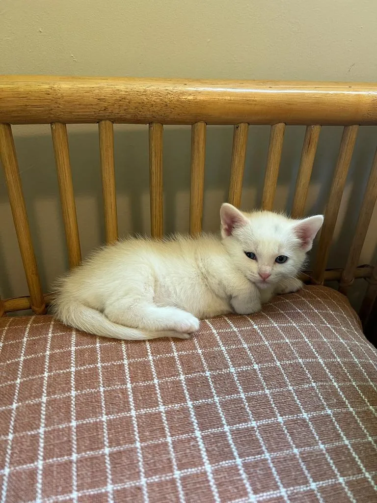 A baby medium-sized female Domestic Short Hair cat named Muffin for adoption in Hoover , AL