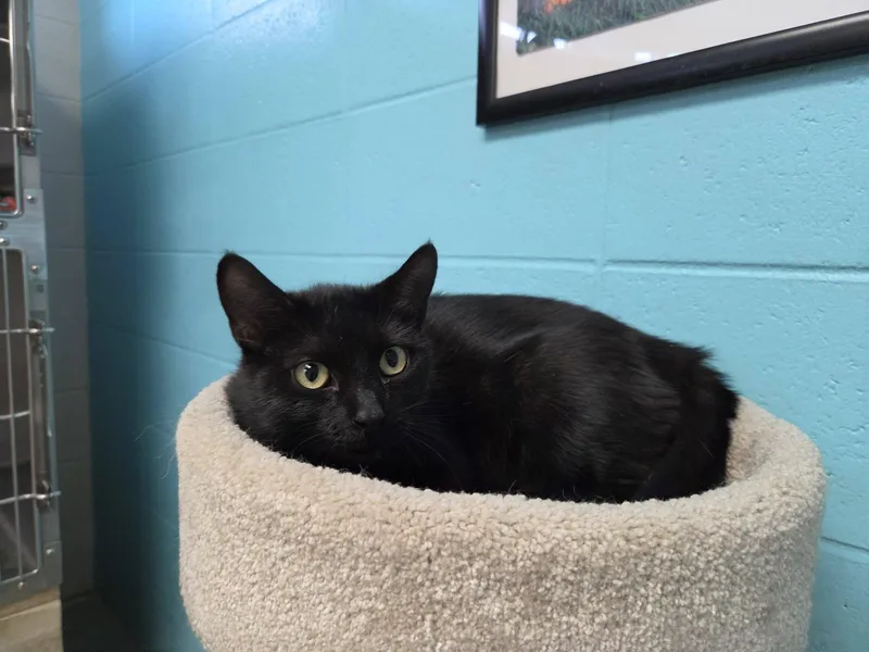 An adult medium-sized female Black Domestic Short Hair cat named Betty for adoption in Chilton, WI