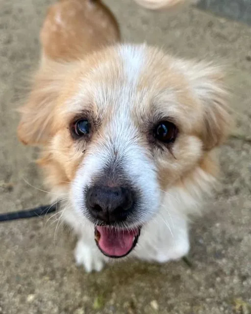 An adult small-sized male Terrier dog named Mervin for adoption in Redlands, CA