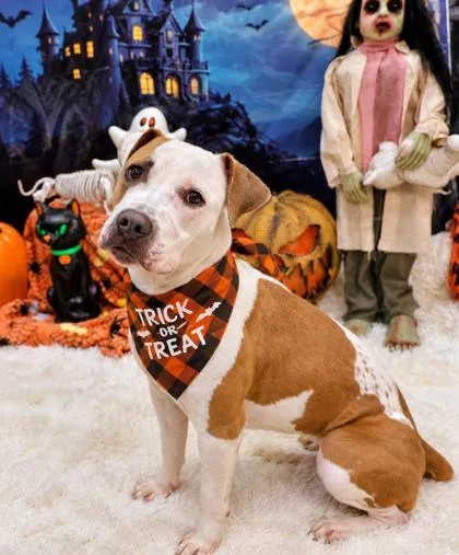 A young medium-sized female Apricot / Beige Mixed Breed dog named Harvest for adoption in Hamilton, OH