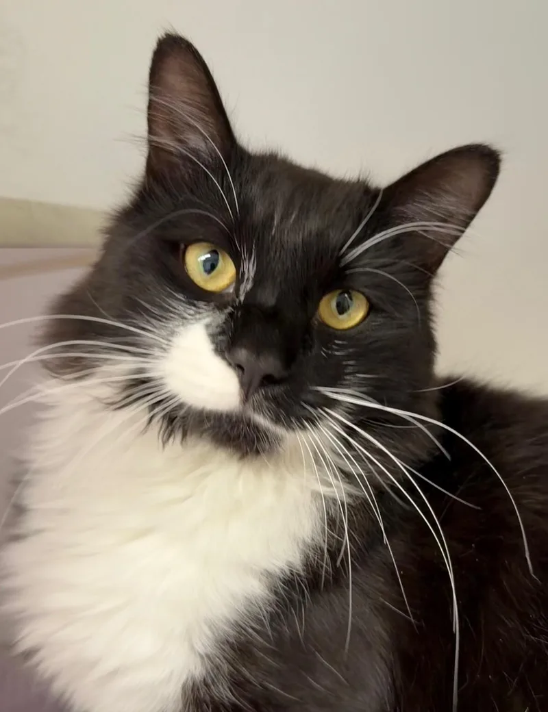 A young medium-sized male Black & White / Tuxedo Domestic Short Hair cat named Tarzan for adoption in Norwalk, CT