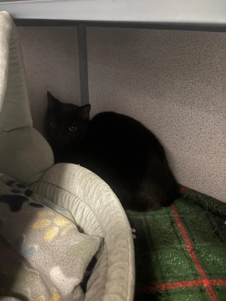 A young large-sized male Domestic Short Hair cat named Pugsley for adoption in Liverpool, NY