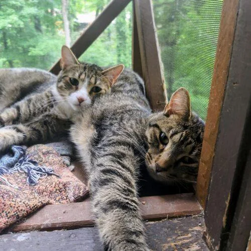 A baby medium-sized male Tabby (Brown / Chocolate) Domestic Short Hair cat named Jake for adoption in Newton, NC