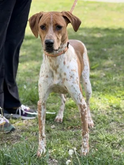 A young medium-sized female Hound dog named Carrot Cake for adoption in King William, VA