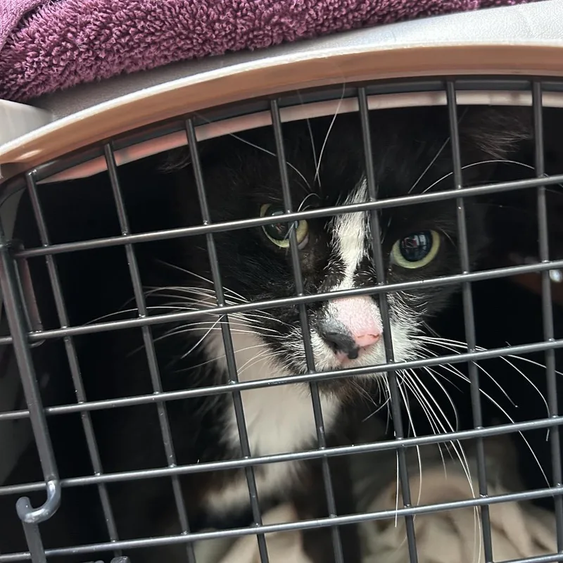 An adult large-sized male Black Domestic Short Hair cat named Scooter for adoption in Tacoma, WA