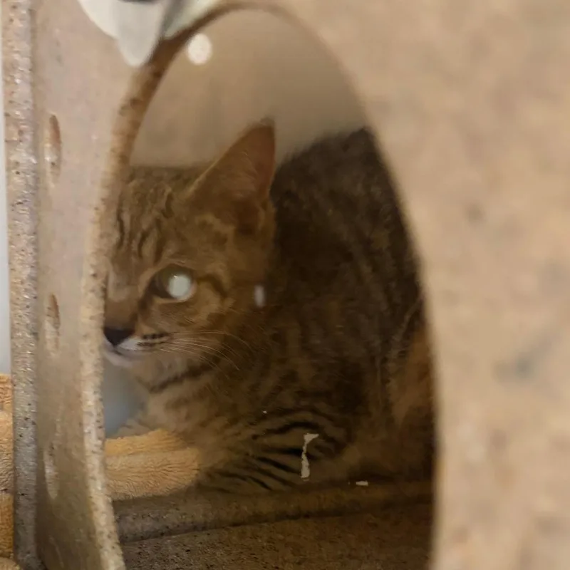 A baby small-sized female Brown / Chocolate Domestic Short Hair cat named 71419 for adoption in Harrisonburg, VA
