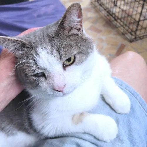 A young medium-sized male Gray & White Domestic Short Hair cat named Phantom for adoption in Rutherfordton, NC