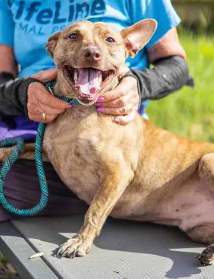 An adult medium-sized male Mixed Breed dog named Rador for adoption in Chamblee, GA