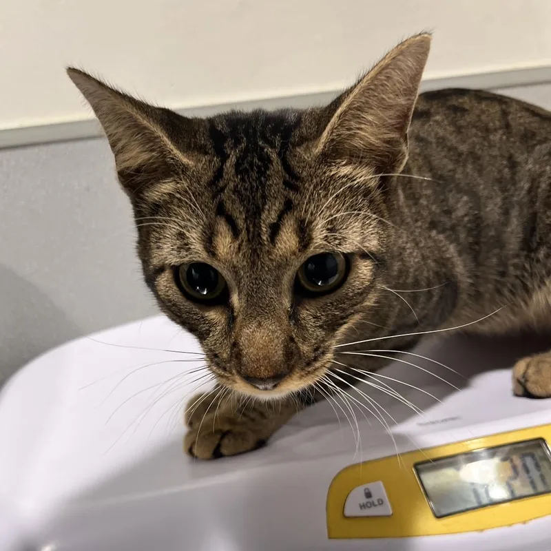 A young medium-sized male Gray / Blue / Silver Domestic Short Hair cat named Ziggy for adoption in Tampa, FL