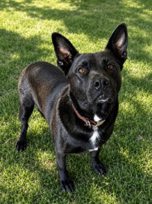 An adult extra large-sized male Black Australian Kelpie dog named Max for adoption in North Bend, WA