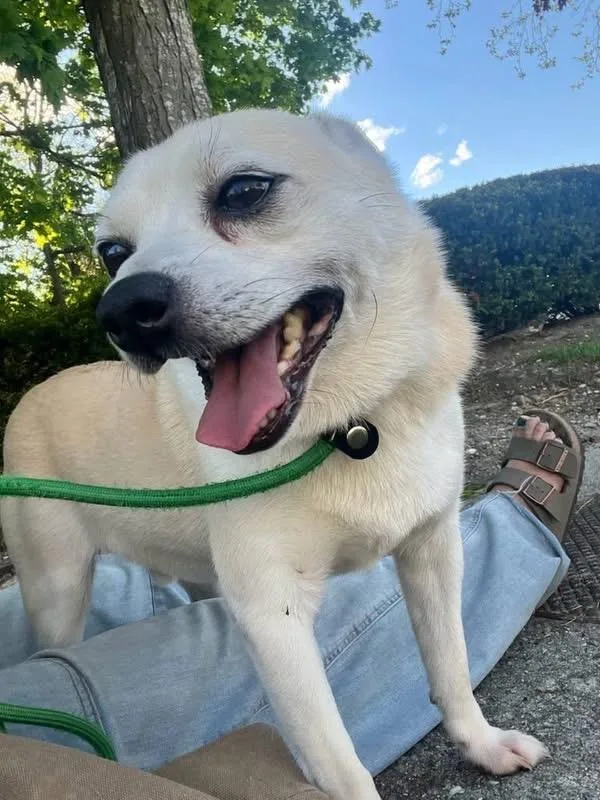 An adult small-sized male Chihuahua dog named Jordan for adoption in Bayport, NY