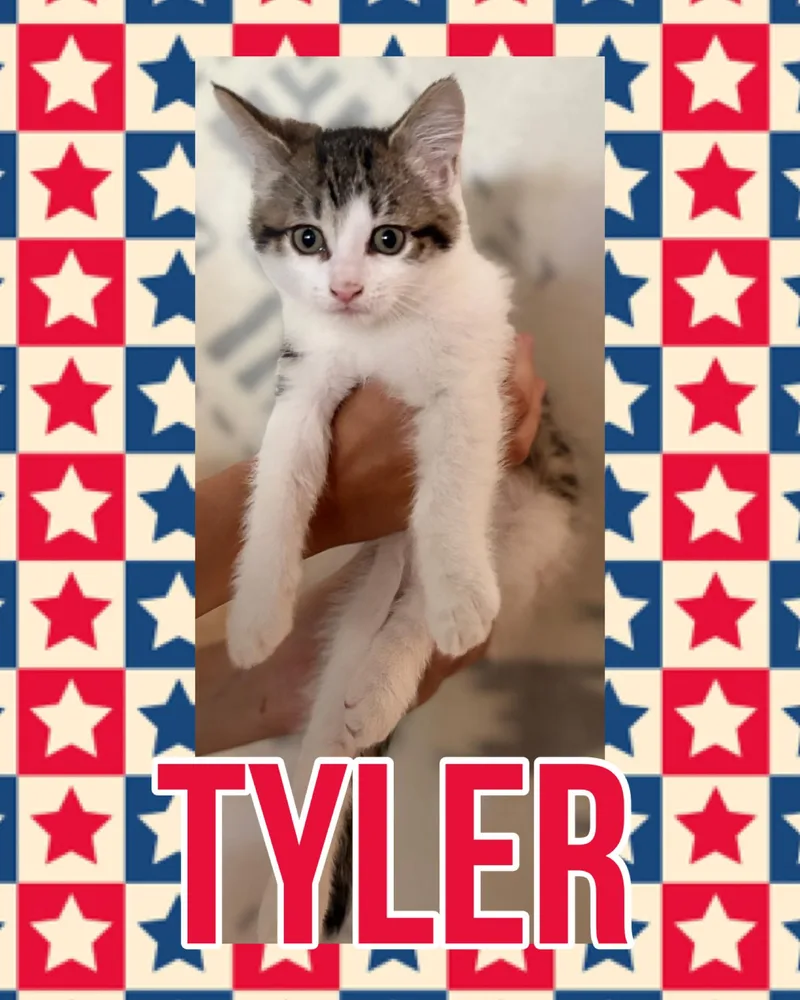 Tyler thumbnail 2