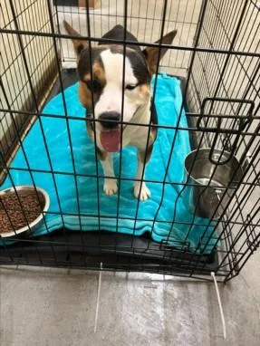 A young large-sized male Cardigan Welsh Corgi dog named Ozzy Pawbourne for adoption in Texas City, TX