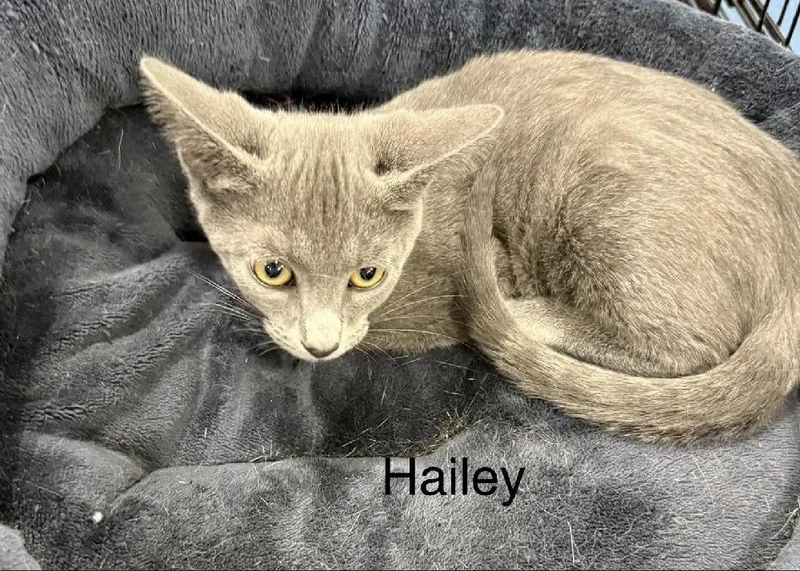 Hailey