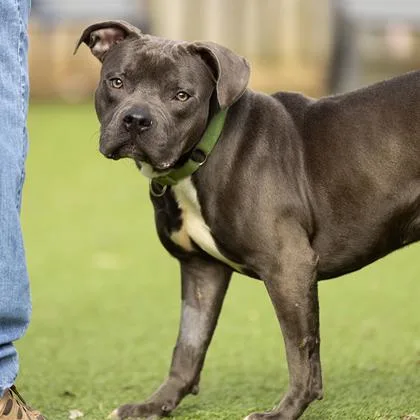 An adult large-sized male Gray / Blue / Silver Pit Bull Terrier dog named Zeke for adoption in Hilliard, OH