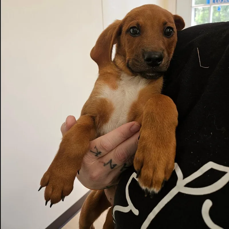 A baby medium-sized male Red / Chestnut / Orange Retriever dog named Keroppi for adoption in Hattiesburg, MS