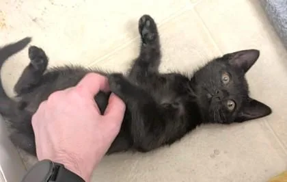 A baby small-sized male Domestic Short Hair cat named Bernie for adoption in Seattle, WA
