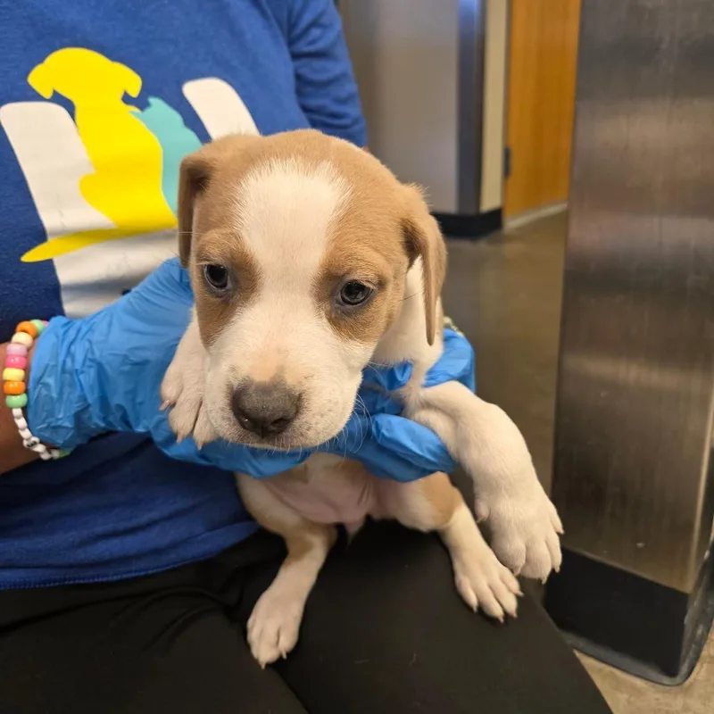 A baby small-sized female Brown / Chocolate Labrador Retriever dog named McGraw for adoption in Newark, DE