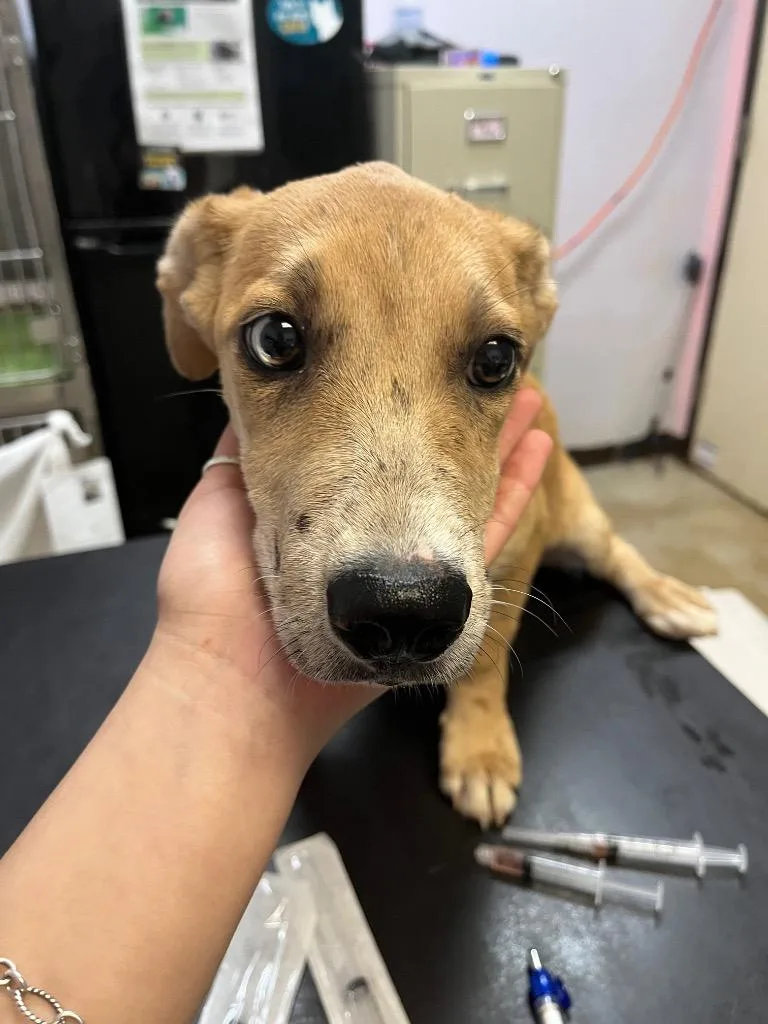 A baby medium-sized female Labrador Retriever dog named Periwinkle for adoption in New Braunfels, TX