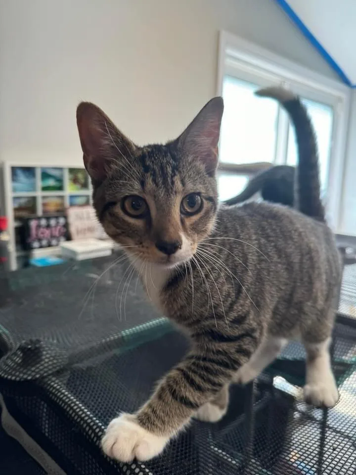 Syrax Aka Chaos thumbnail 2