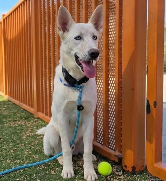 A young large-sized male Siberian Husky dog named Pausanias for adoption in Las Vegas, NV