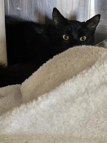 An adult medium-sized female Domestic Short Hair cat named A for adoption in Norfolk, VA