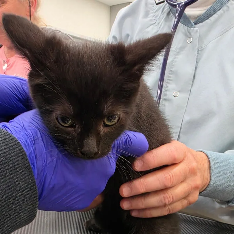 A baby small-sized female Black Domestic Short Hair cat named B Lizzy for adoption in Centralia, WA