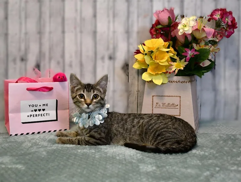 A baby small-sized female Domestic Short Hair cat named Evie for adoption in Roanoke, TX