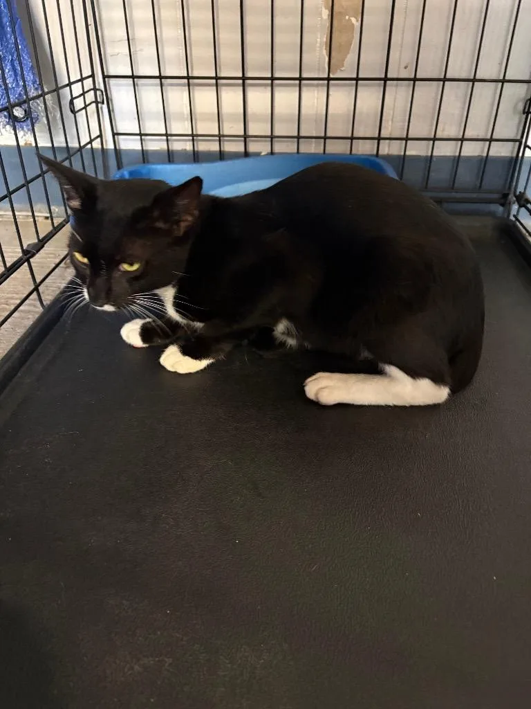 A young medium-sized male Domestic Short Hair cat named Fuzzball for adoption in Wauchula, FL