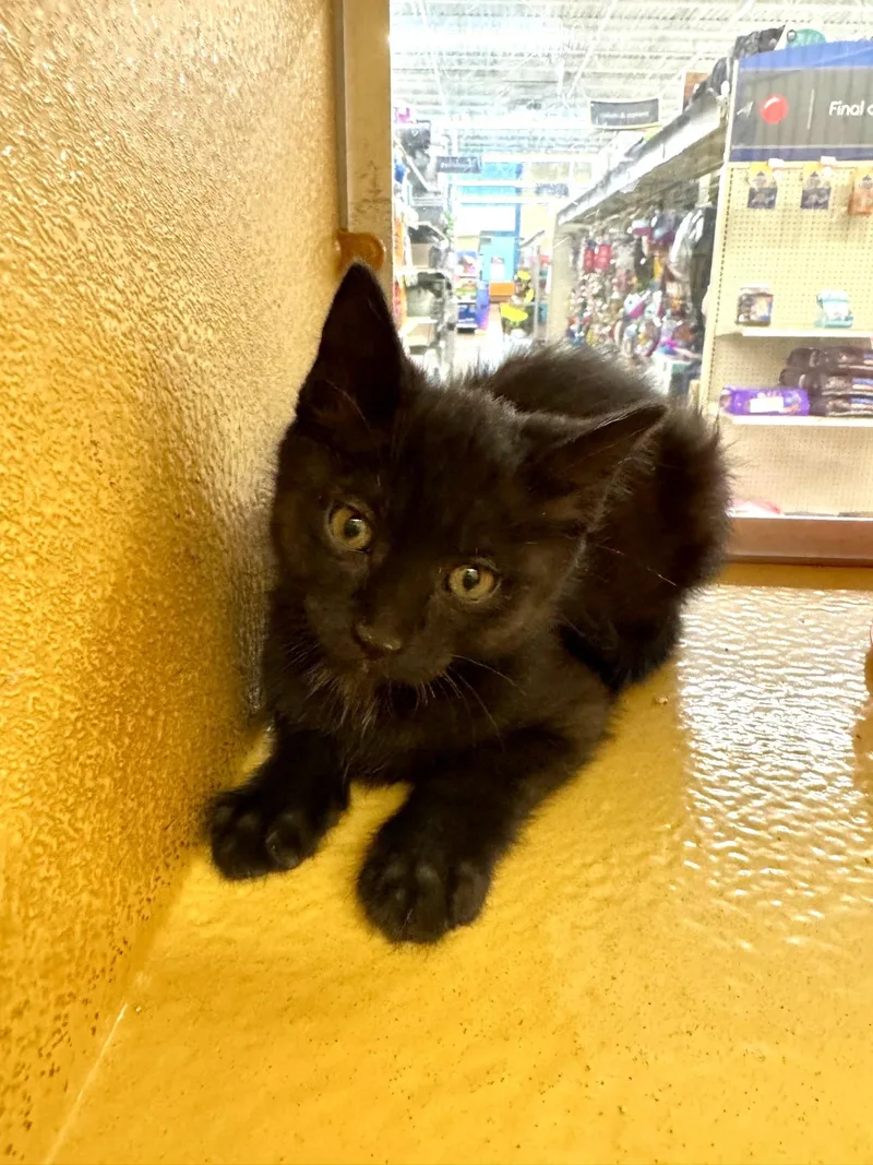 A baby medium-sized male Black Domestic Short Hair cat named Rex for adoption in Albuquerque, NM