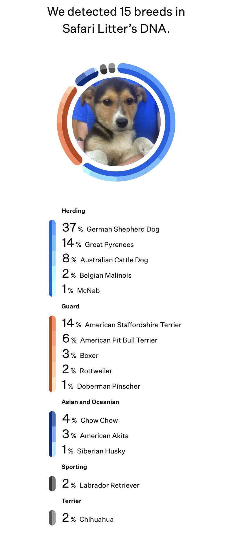 A baby large-sized female Tricolor (Brown, Black, & White) German Shepherd Dog dog named Impala for adoption in Silvana, WA