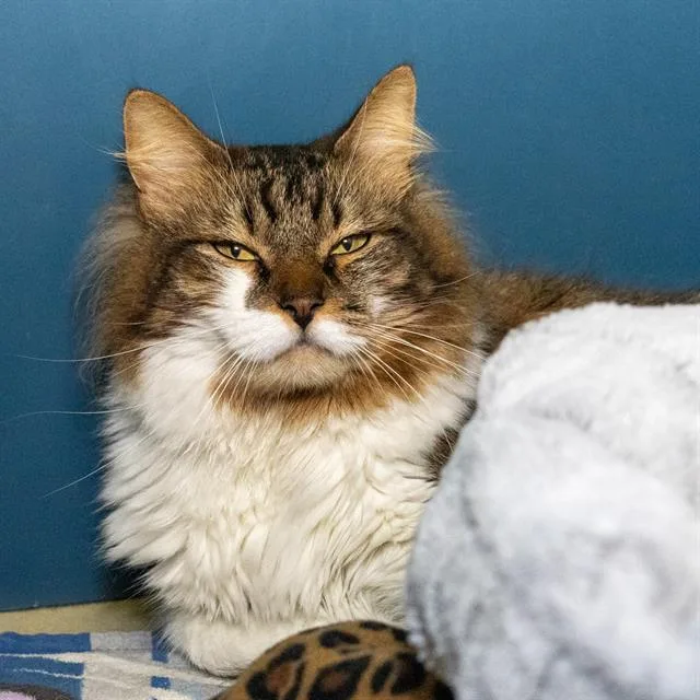 An adult medium-sized male Domestic Long Hair cat named Milo for adoption in Methuen, MA
