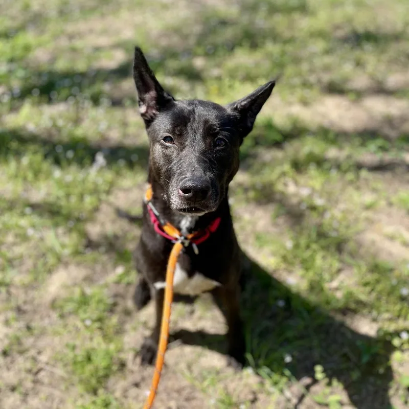 An adult medium-sized female Black Mixed Breed dog named Kuromi for adoption in Edwardsville, IL