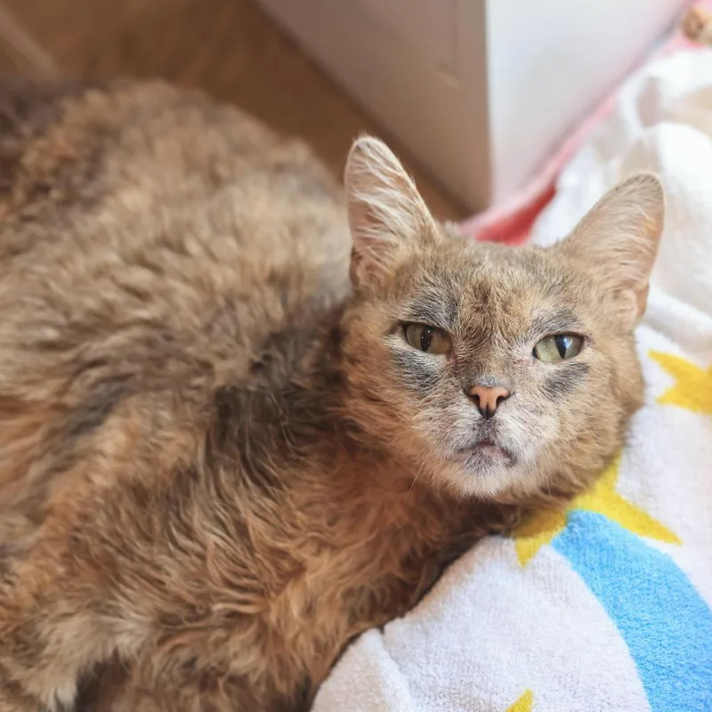 A senior medium-sized female Gray / Blue / Silver Domestic Short Hair cat named Blossom for adoption in Los Angeles, CA