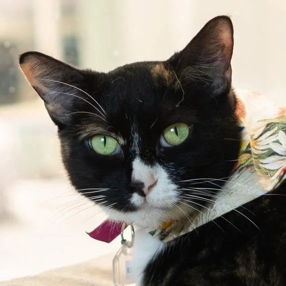An adult large-sized female Black Domestic Short Hair cat named Ella for adoption in Lakewood, CO