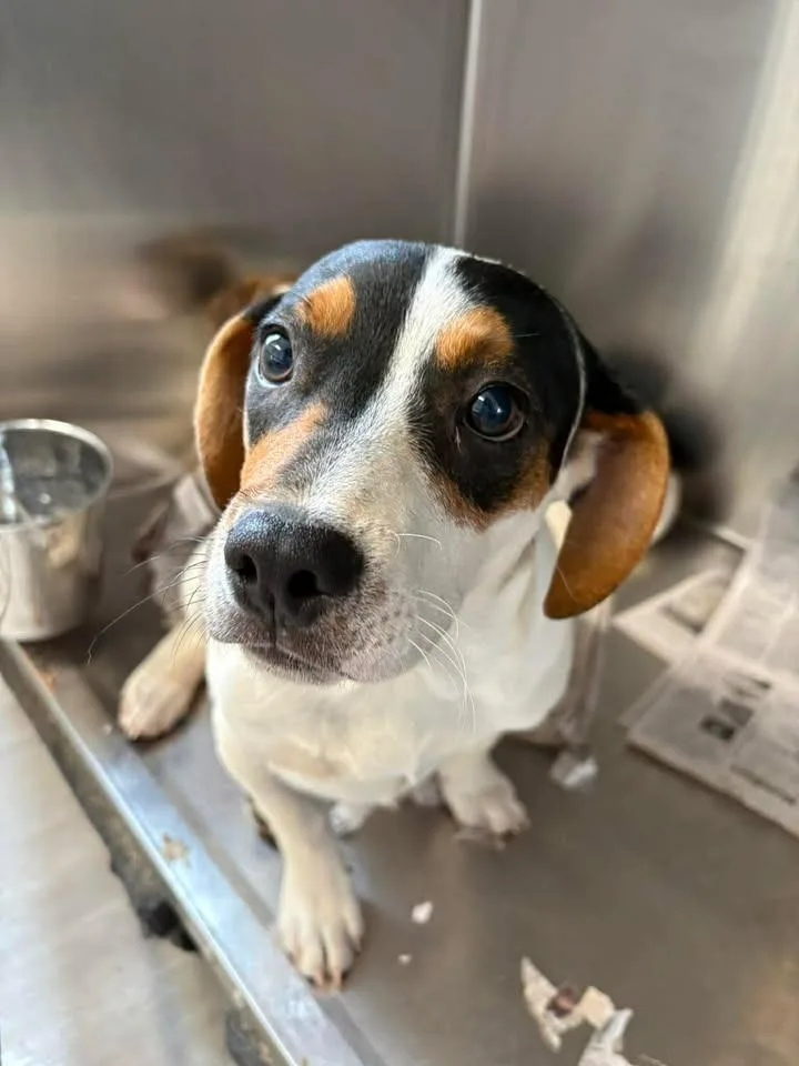 A baby medium-sized male Hound dog named John John for adoption in Lavonia, GA