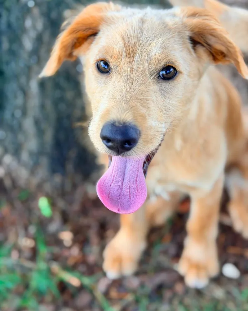 A baby medium-sized female Mixed Breed dog named Sammy for adoption in Berwick, ME
