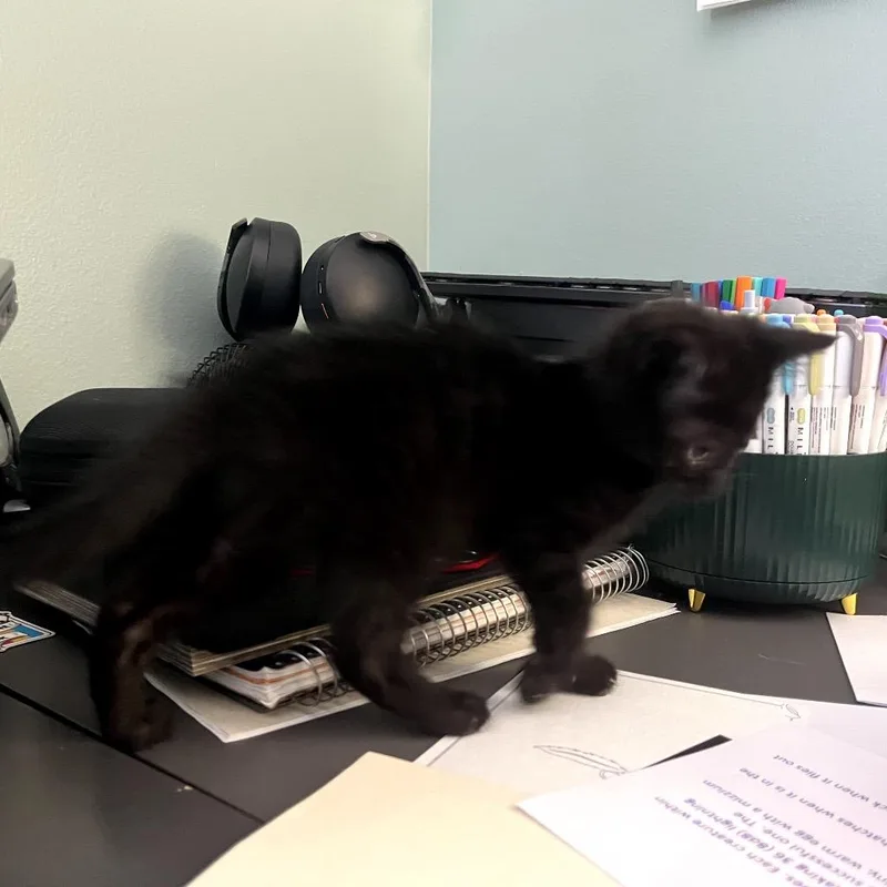 A baby small-sized female Black Domestic Short Hair cat named Muffuletta for adoption in Granville, OH