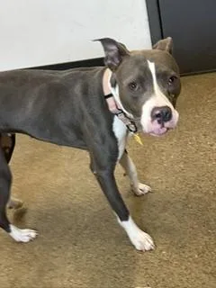 A baby medium-sized female Gray / Blue / Silver Pit Bull Terrier dog named Sweetie for adoption in Cleveland, OH