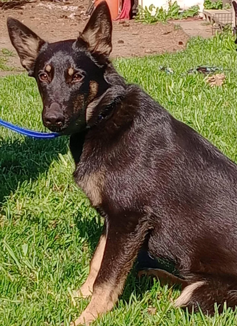 Echo